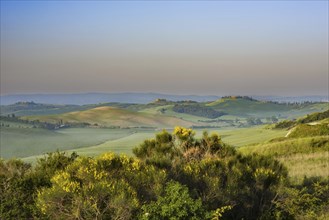 Crete Senesi, Province of Siena, Tuscany, Italy, Europe