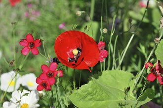 Poppy flower (Papaver rhoeas), flower meadow, Baden-Wuerttemberg, Germany, Europe, Red poppy and