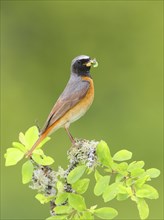 Common redstart (Phoenicurus phoenicurus), male on perch, songbird, wildlife, nature photography,