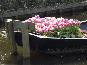 Black boat full of pink tulips on a calm river, reflected in the water, surrounded by green nature,