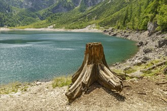 Tree stump at a lake with surrounding mountains in a natural green landscape, turquoise green
