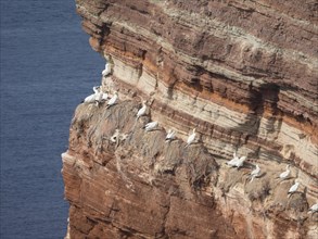 Seabirds sitting on a rocky cliff overlooking the sea, Heligoland, Germany, Europe