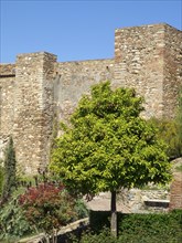 Close-up of a historic wall with a green tree next to it in bright sunshine, The city of Malaga on