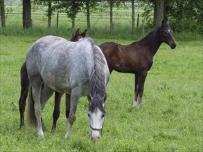 Grey horse and brown foal grazing on a green meadow, trees in the background, horses and foal on a