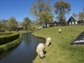 Sheep grazing by a river on a green meadow, in the background traditional houses and a clear blue