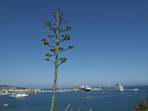 Cruise ships resting in a blue coastline, with a tall plant in the foreground and a clear sky,