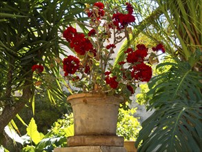 A flower pot with bright red flowers stands in a garden, surrounded by palm trees and green plants