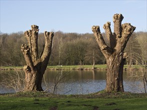 Two dead trees stand on the shore of a lake, surrounded by green meadows and trees, autumn time at