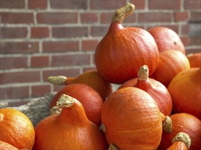 Close-up of several orange and red pumpkins in front of a brick wall, many colourful pumpkins for