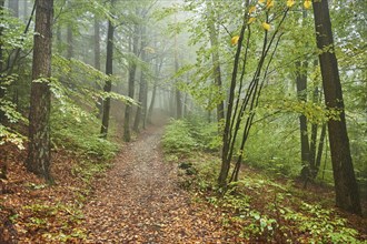 Landscape of a foggy forest with European beech (Fagus sylvatica) in autumn, Bavaria, Germany,