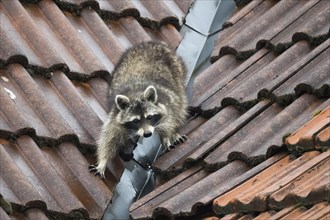 A raccoon (Procyon lotor) climbing on a tiled roof near a gutter, Hesse, Germany, Europe