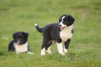 Close-up of a mongrel puppy outdoors in summer, Germany, Europe