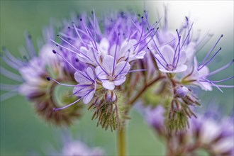Close-up of purple flowers with prominent stamens and blurred green background, lacy phacelia