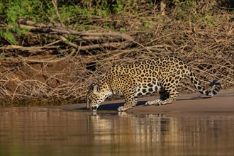 Jaguar (Panthera onca) Pantanal Brazil