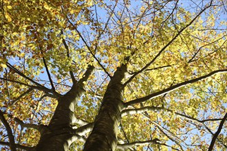 European beech or common beech (Fagus sylvatica) tree in autumn, Bavaria, Germany, Europe