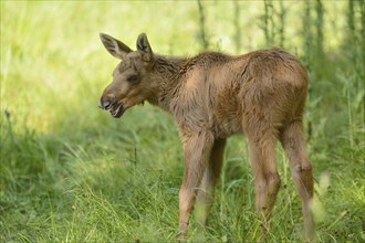 Close-up of a Eurasian elk (Alces alces) youngster in a forest in early summer, Bavarian Forest