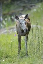 Close-up of a Eurasian elk (Alces alces) in a forest in early summer, Bavarian Forest National