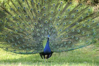 Close-up of a Indian peafowl or blue peafowl (Pavo cristatus) on a meadow in spring