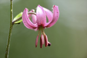 Close-up of a Martagon or Turk's cap lily (Lilium martagon) in a forest in spring