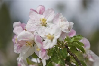Close-up of apple (Malus domestica) blossoms in spring
