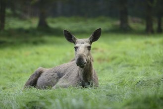 Close-up of a Eurasian elk (Alces alces) in a forest in early summer, Bavarian Forest National