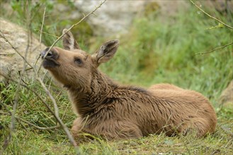 Close-up of a Eurasian elk (Alces alces) youngster in a forest in early summer, Bavarian Forest