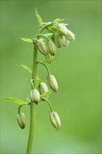 Close-up of Martagon or Turk's cap lily (Lilium martagon) blossom buds in a meadow in spring