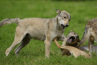 Two algonquin wolves (Canis lupus lycaon) fighting in a meadow, captive, Germany, Europe