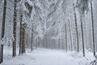 Landscape of a forest with Norway Spruces (Picea abies) in winter, Germany, Europe