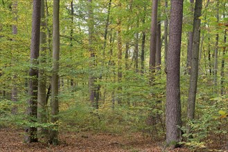 View of the mixed forest in autumn, Moselle, Rhineland-Palatinate, Germany, Europe