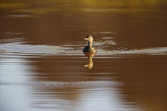 Least grebe (Tachybaptus dominicus) Pantanal Brazil