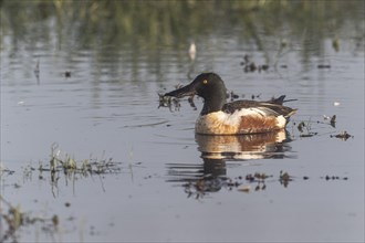 Northern shoveler (Spatula clypeata), Lower Saxony, Germany, Europe