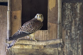 Common kestrel (Falco tinnunculus), female in front of the entrance of the breeding box, Small