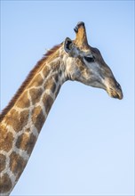 Southern giraffe (Giraffa giraffa giraffa), animal portrait, in front of a blue sky, African