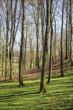 Beech forest (Fagus sylvatica) in the springtime in Fyledalen, Tomelilla community, Skane county,