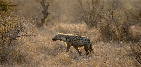 Spotted hyenas (Crocuta crocuta), in the morning light in dry grass, Kruger National Park, South