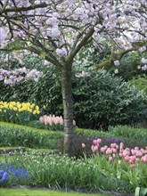 A blooming cherry tree in the middle of a garden with colourful tulips and daffodils, many