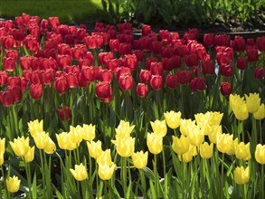 Close-up of red and yellow tulips in a dense outdoor flower bed, many colourful, blooming tulips in