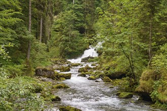 A rushing river with a small waterfall, surrounded by dense forest and rocks, wild mountain stream