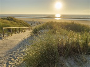 A wooden walkway leads through grassy dunes to the beach at sunset, summer dunes on the beach with