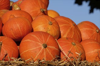 Sharp close-up of stacked orange pumpkins on a bed of straw under a blue sky, many colourful