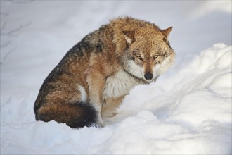 Eurasian wolf (Canis lupus lupus) in snowy winter day, Bavarian Forest National Park, Germany,