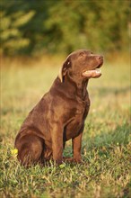 Close-up of a Labrador Retriever on a meadow in late summer