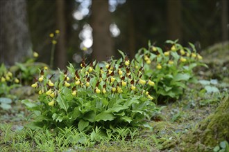 A bush of Lady's-slipper orchids (Cypripedium calceolus) in a forest, Bavaria, Germany, Europe
