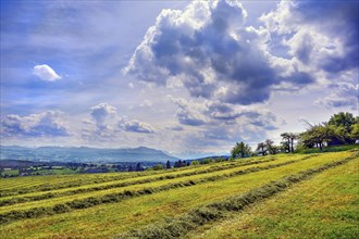 Spring, meadow with the first mowing and dramatic cloud formation over the Alps, Allgaeu, Bavaria,