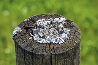 Lichens on rotten wood, Allgaeu, Bavaria, Germany, Europe