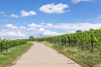 Path between vineyards, Birkweiler, Southern Palatinate, Palatinate, Rhineland-Palatinate, Germany,
