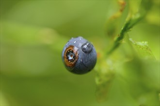 Close-up of European blueberry (Vaccinium myrtillus) fruits in a forest on a rainy day in spring
