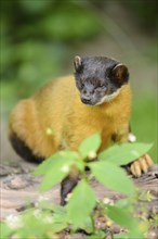 Close-up of a yellow-throated marten (Martes flavigula) in a forest, captive