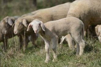 Close-up of a sheep (Ovis aries) lamb in a fruit grove in spring